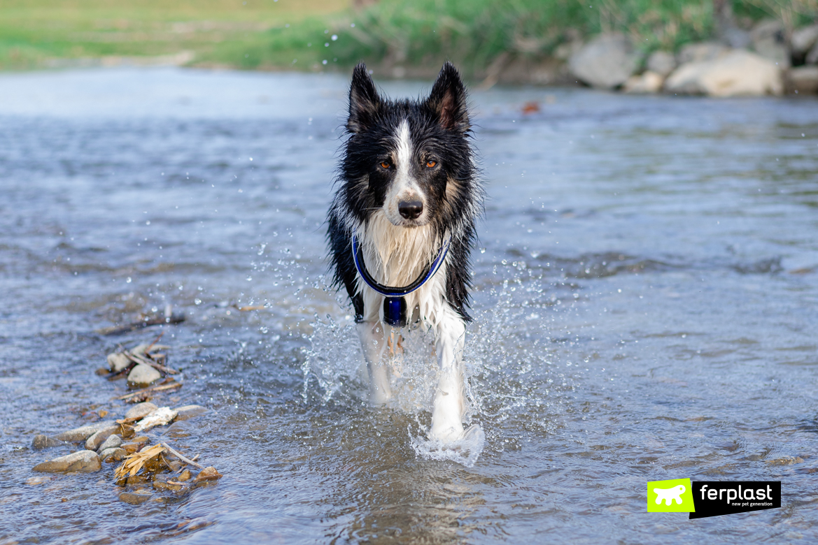 Border Collie indossa la pettorina Daytona di Ferlast