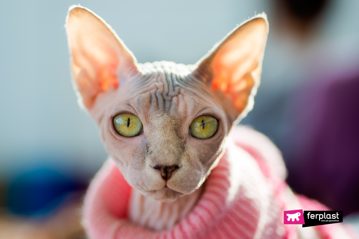 Sphynx: razza di gatto senza pelo