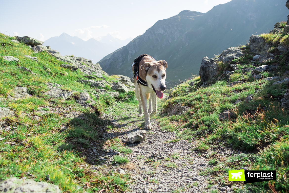 Cane indossa la pettorina Hercules Cammie di Ferplast