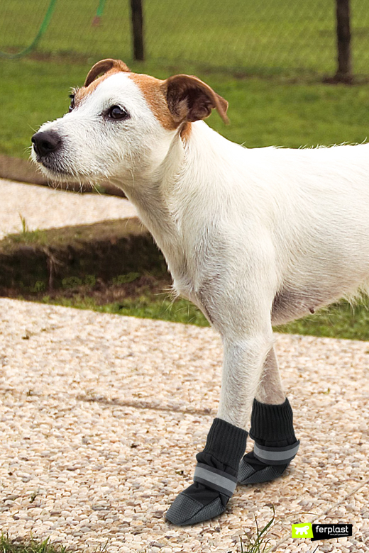 Cane indossa scarpette protettive Ferplast per proteggersi dal caldo