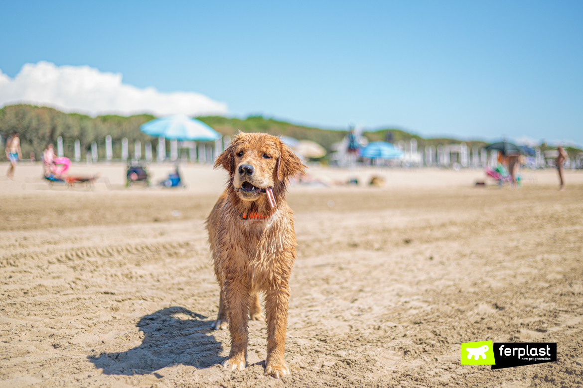 GoodBite-by-Ferplast-para-levar-para-a-praia-com-seu-cão