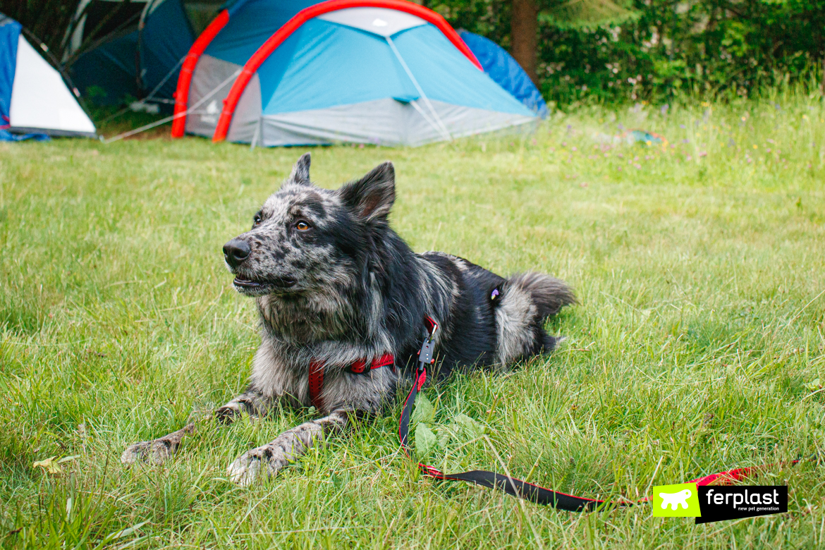 Cane in campeggio con tenda in lontananza e accessori Ferplast