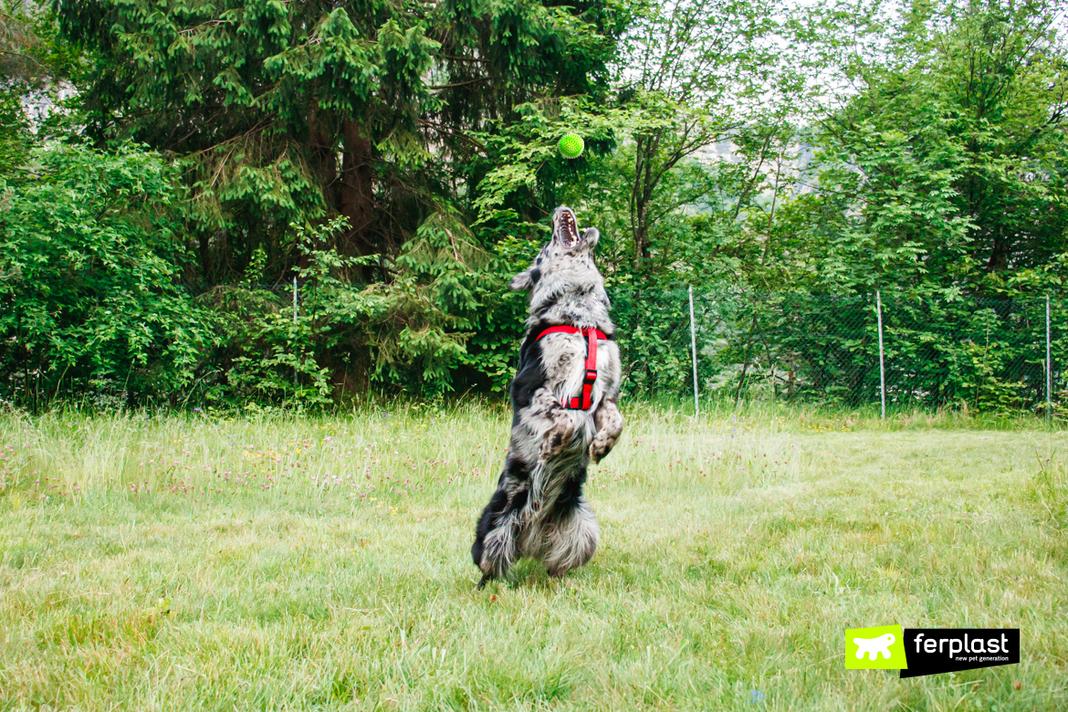 Cane in campeggio gioca con pallina Ferplast