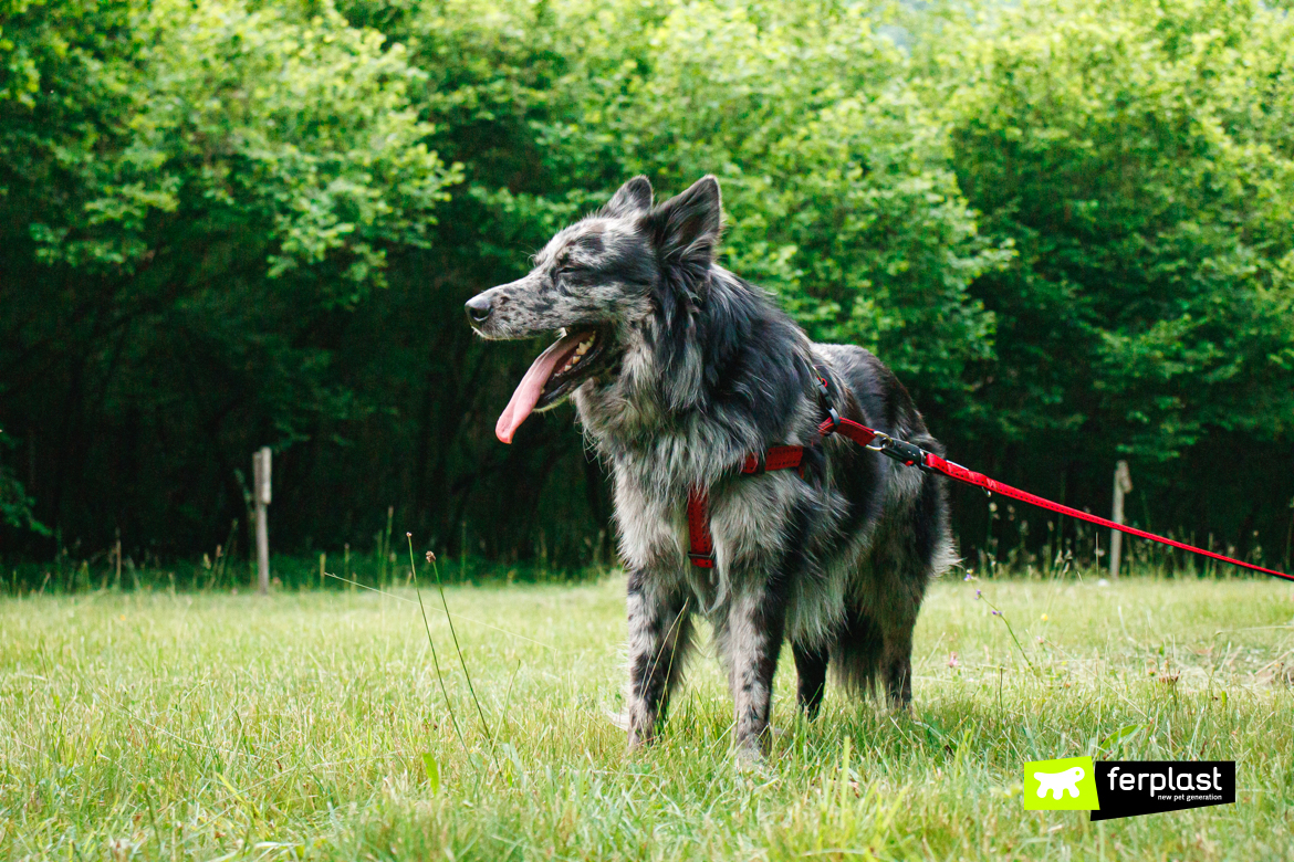 Cane in campeggio con guinzaglio Ferplast