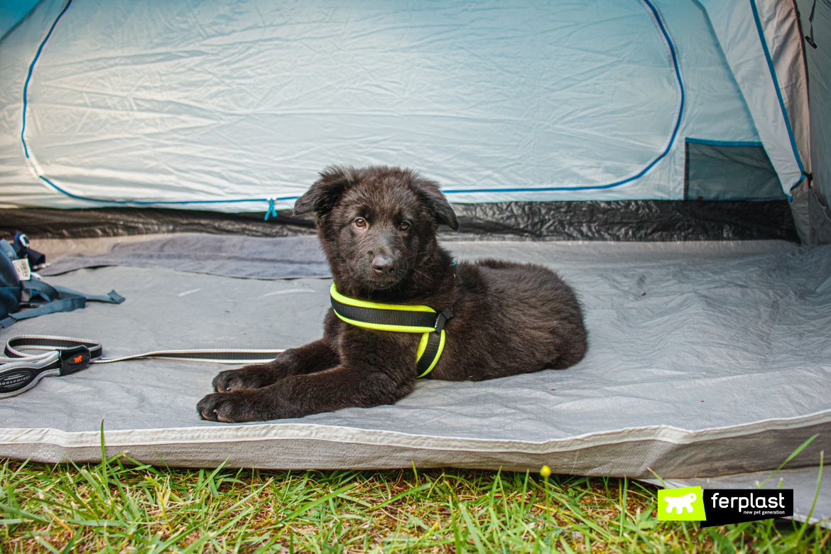 Cane in campeggio in tenda con accessori Ferplast