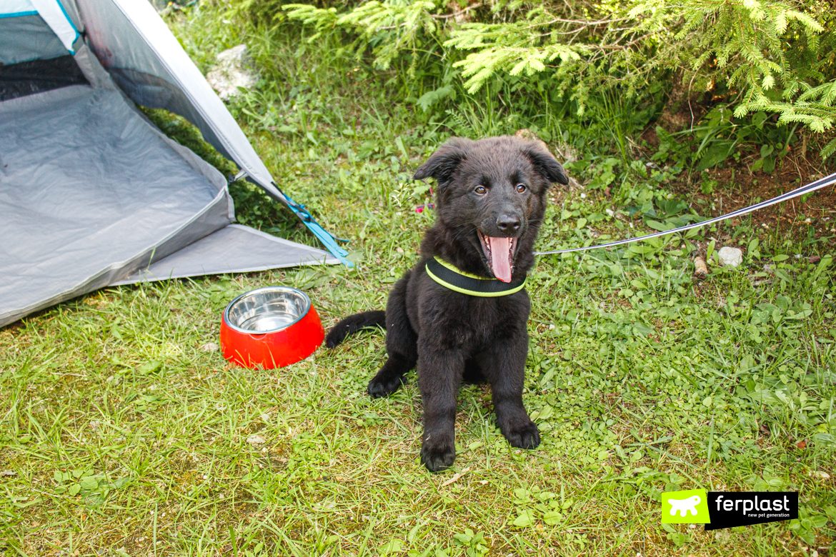 Cane in campeggio mangia dalla ciotola Ferplast