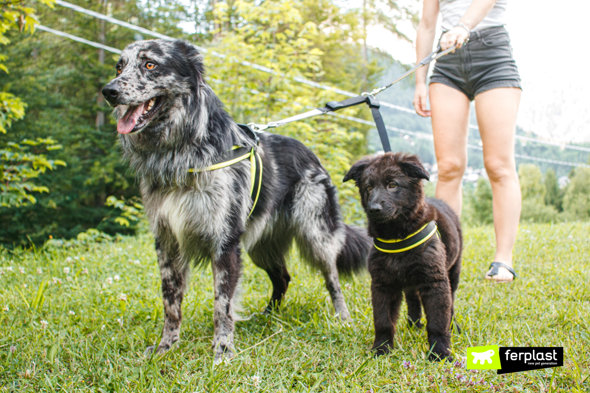 Cani al guinzaglio con terminale doppio di Ferplast