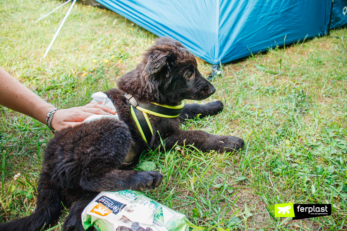 Cane in campeggio con salviettine Genico di Ferplast