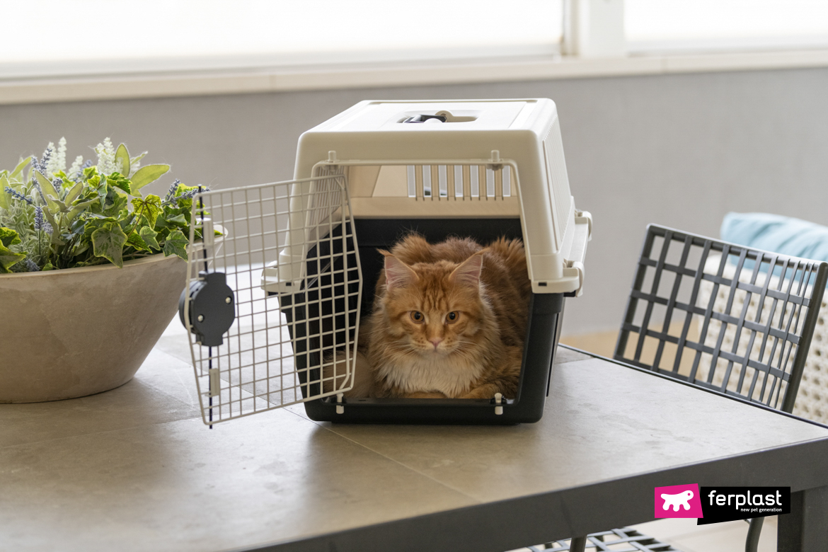 Chat en vacances dans la cage de transport Atlas de Ferplast