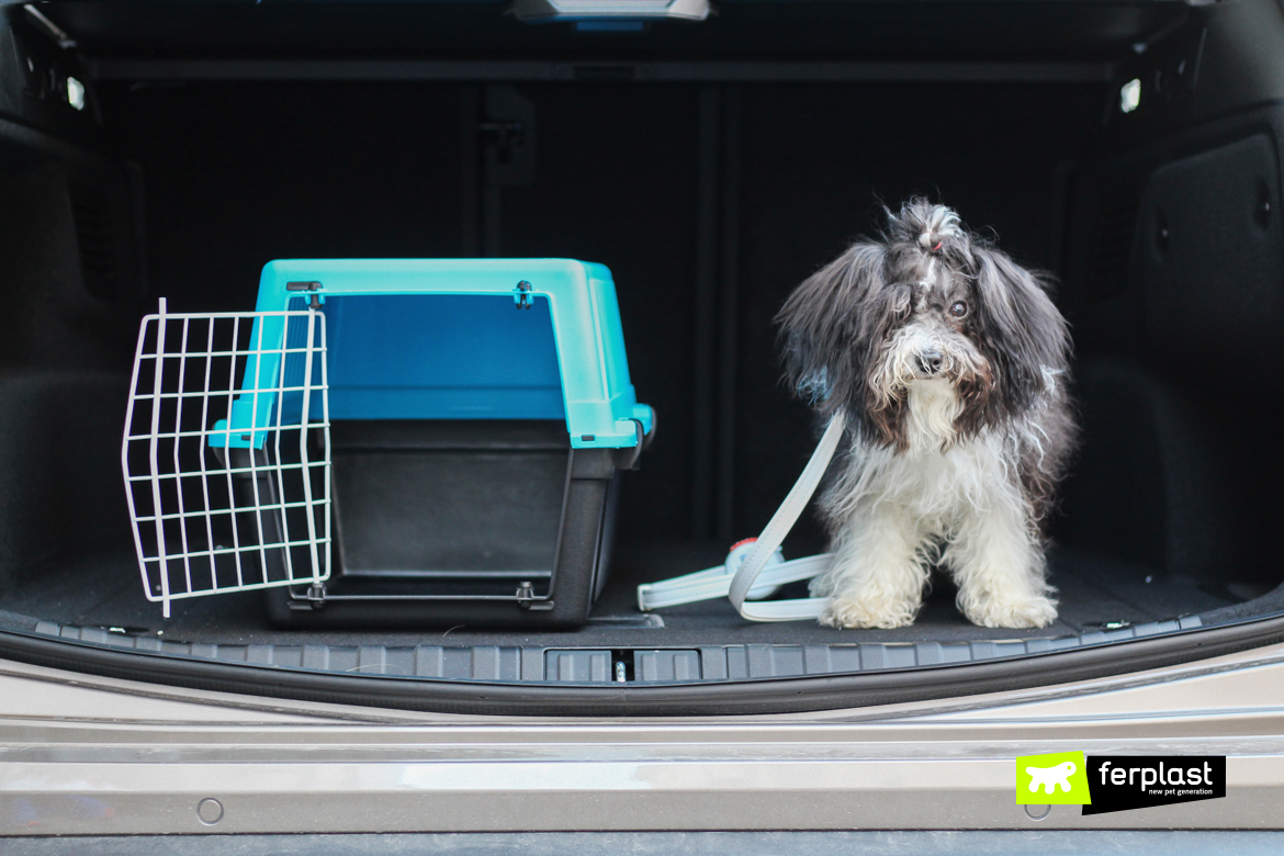 Cane di piccola taglia accanto a trasportino Ferplast in auto