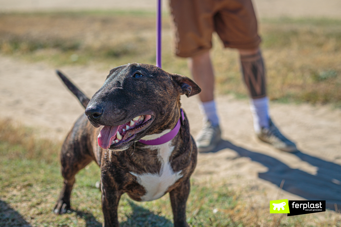 Primo piano di Bull Terrier Miniature con collare e guinzaglio Ferplast