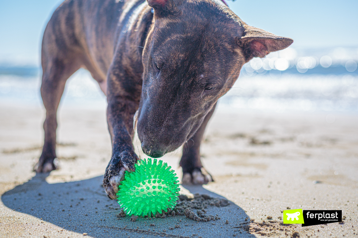 Bull-Terrier-miniatura-joga-com-a-bola-Ferplast