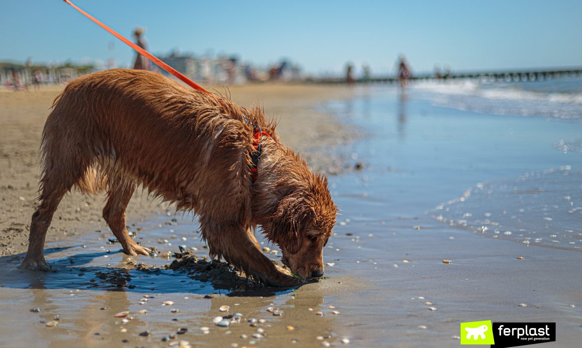 Cão na praia na beira da água