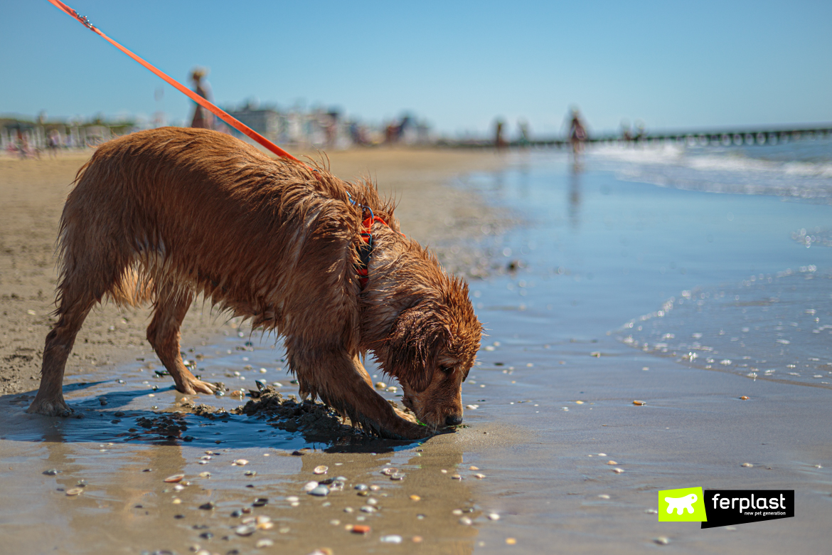 Собака на пляже у кромки воды