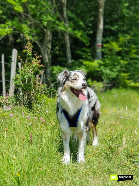 Happy in mezzo alla natura in montagna d'estate con gli accessori Ferplast