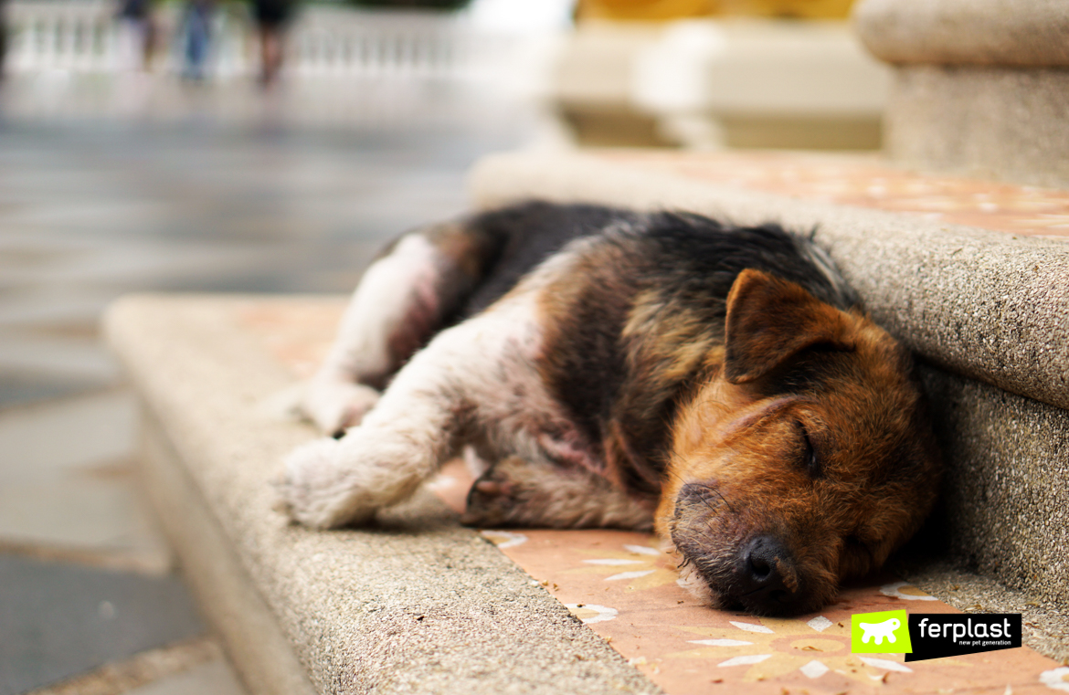 Cachorro-abandonado-no-pavimento