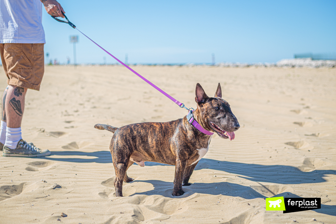 Cane in spiaggia