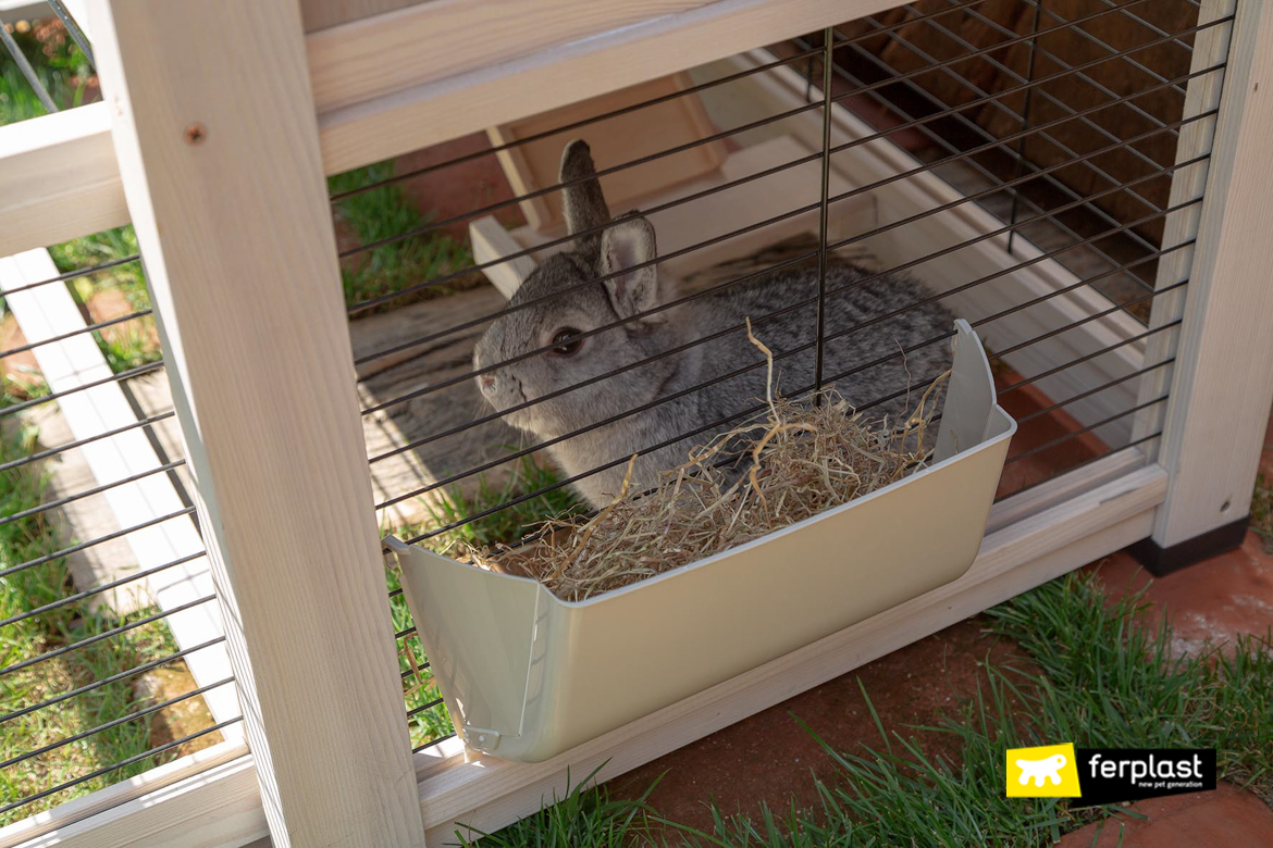 Food for clearance rabbits in summer