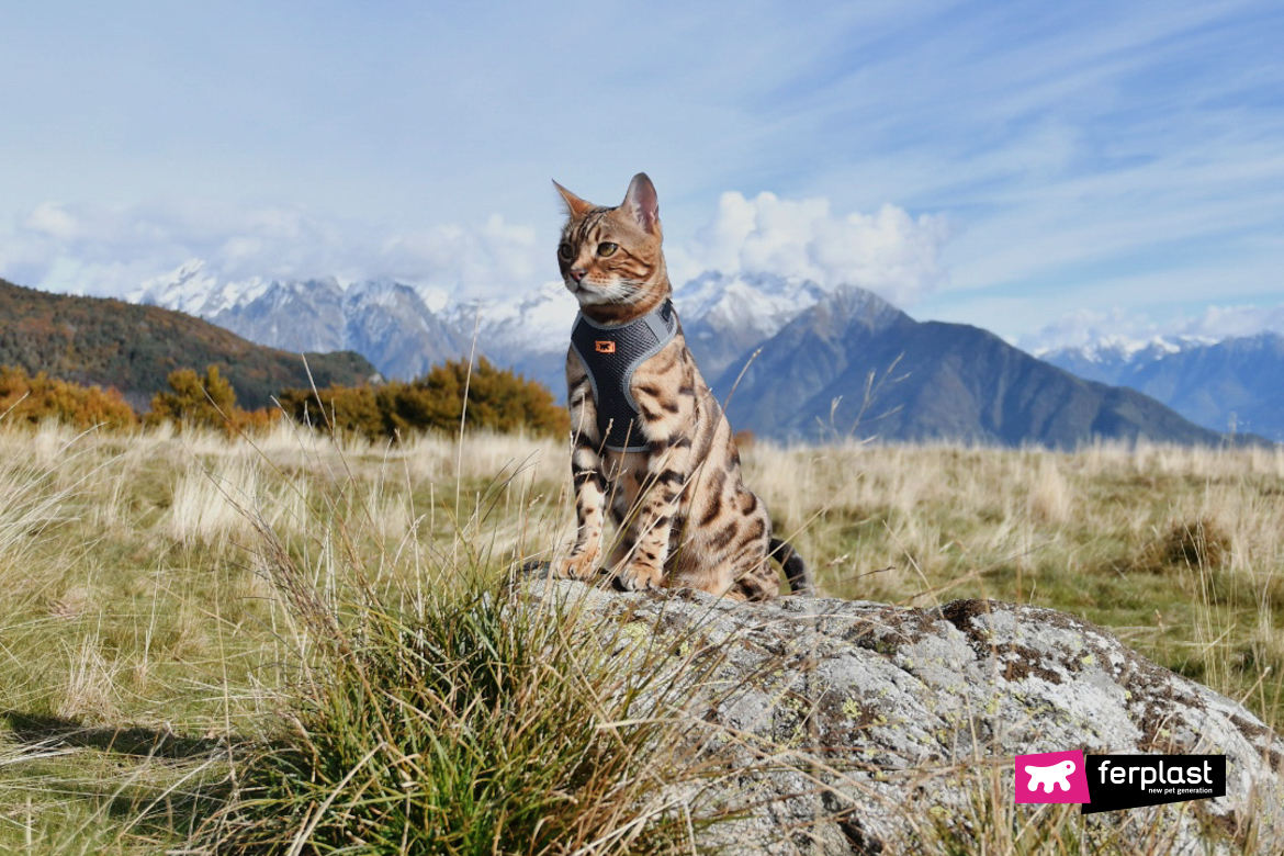 Alex, gatto del Bengala ambassador Ferplast in mezzo alla natura