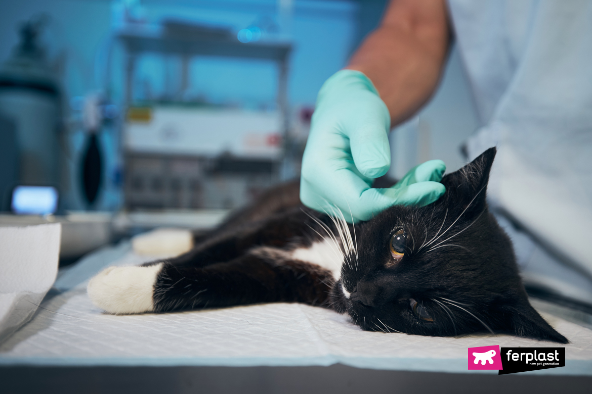 Gatto punto da un'ape dal veterinario