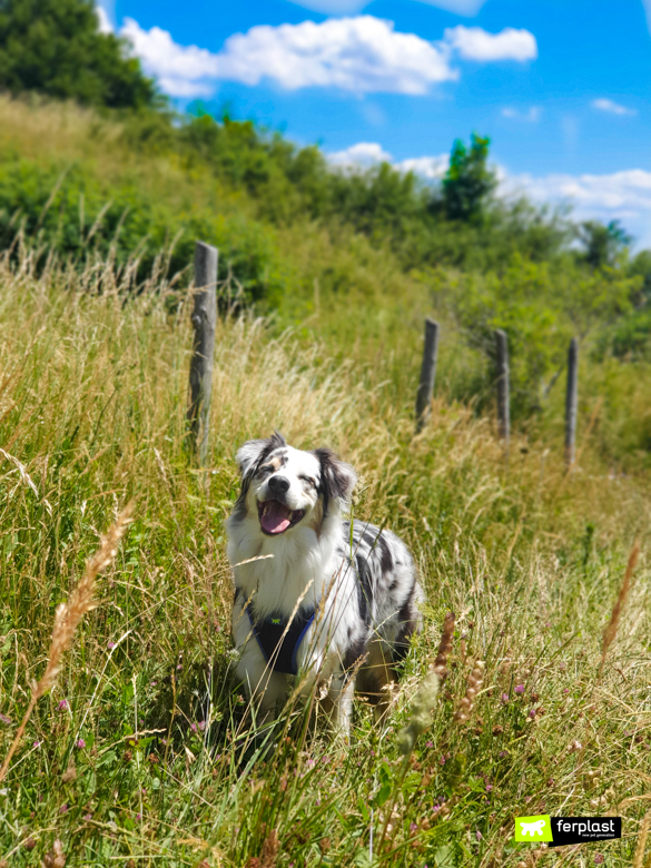 Feliz-nas-montanhas-na-natureza-com-um-arnês-Ferplast