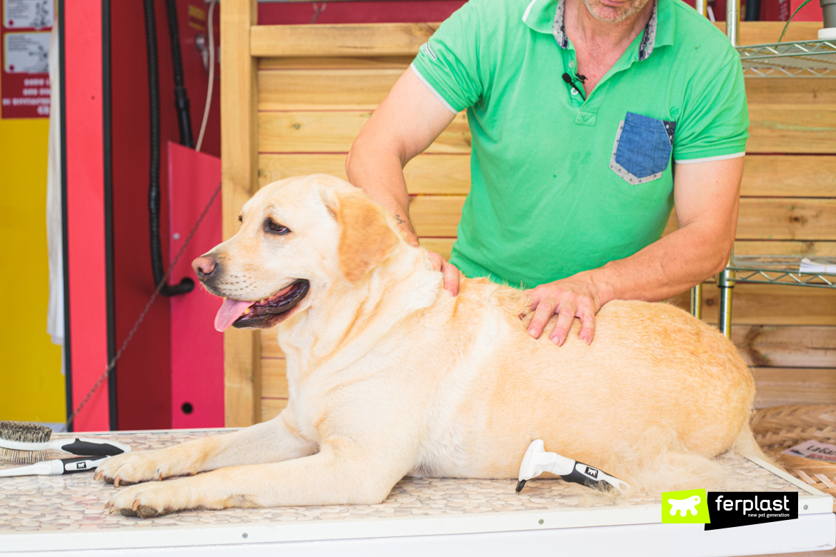 Toelettatura del cane in estate con gli accessori Ferplast