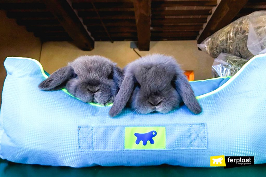 Домик для кролика – купить домики для грызунов в интернет-магазине с доставкой по Москве