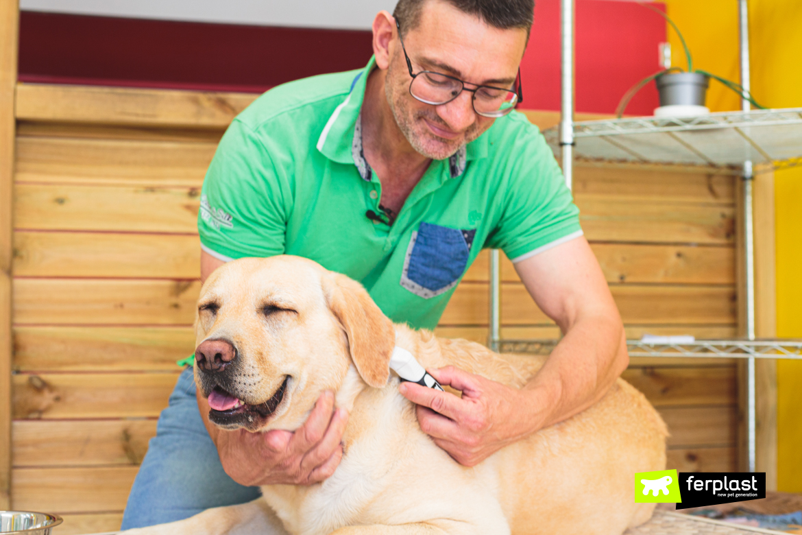 Toelettatura del cane in estate con le spazzole Ferplast