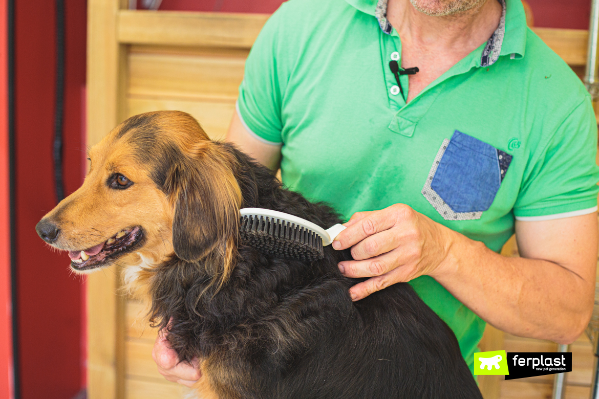 Cane spazzolato con spazzola Gro Premium di Ferplast durante la toelettatura