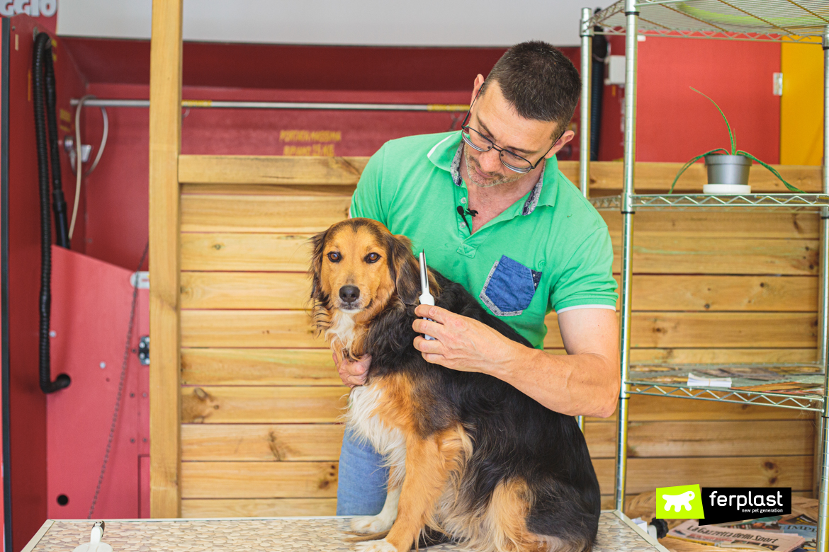 Cane pettinato con pettine Ferplast durante la toelettatura