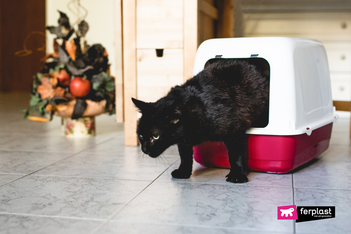 Gatto nero esce dalla lettiera chiusa di Ferplasst