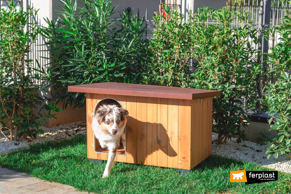 Cane esce dalla casetta in legno FSC di Ferplast