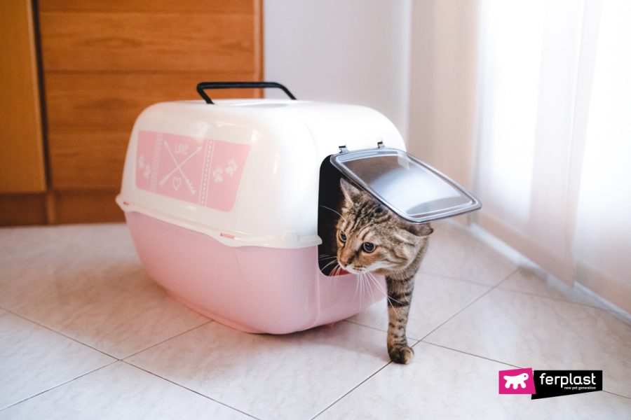 Кошка в кошачьем туалете Ferplast