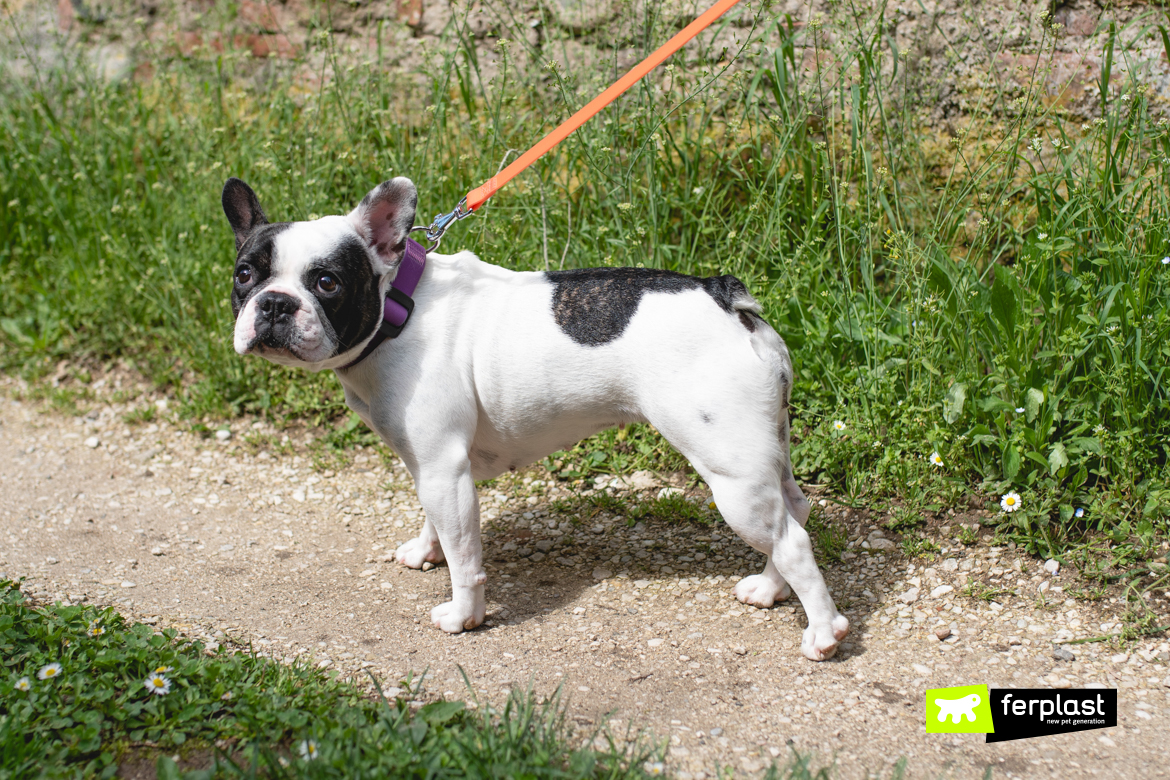 Cane in passeggiata con accessori Ferplast