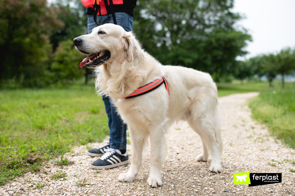 Cão andando com chumbo e arnês Ferplast