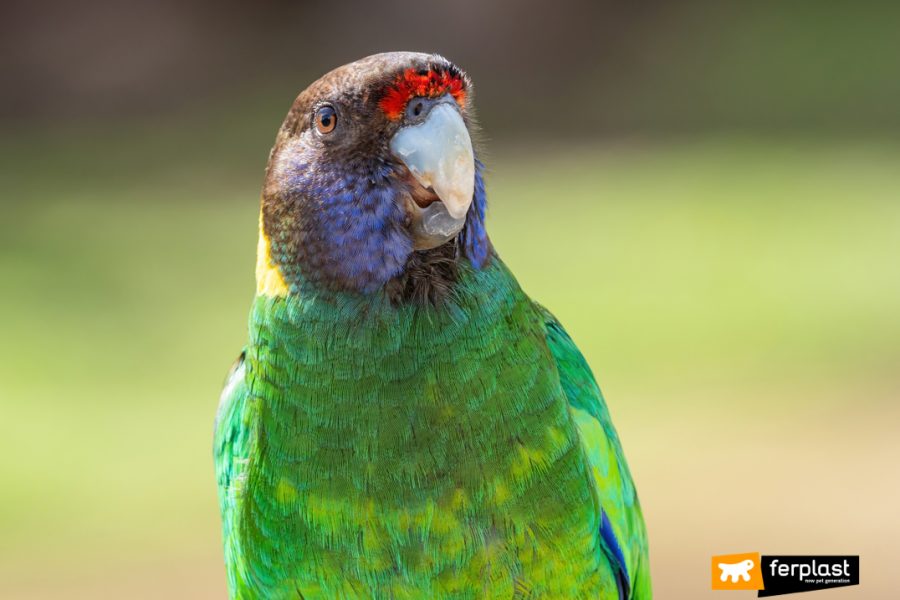 Papagaio, um dos animais mais afetados pela mudança climática