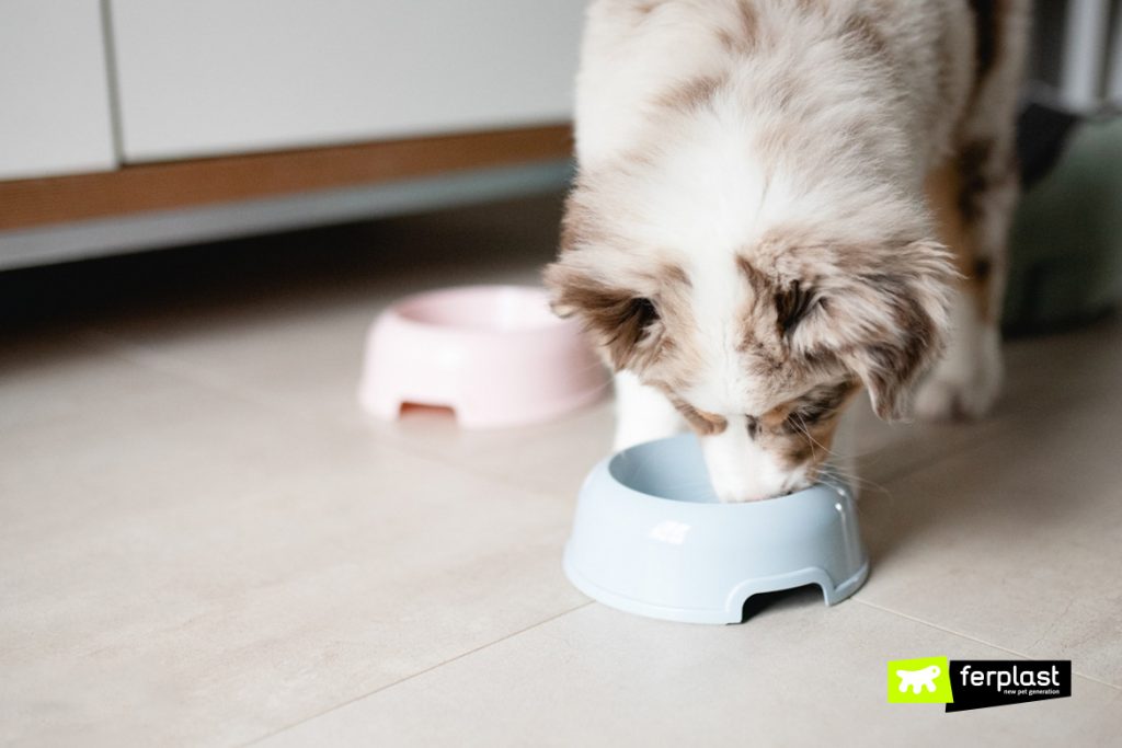 How To Heal A Dog Cold