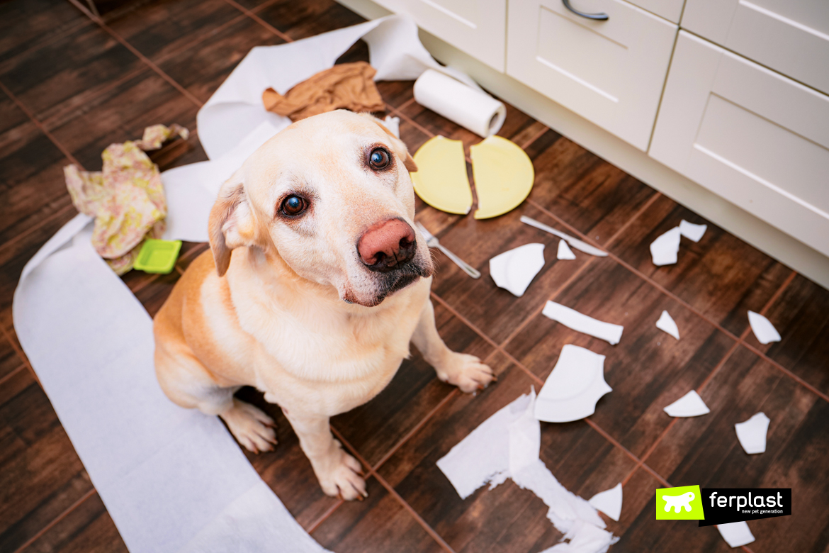 Cão-sozinho-em-casa-depois-das-férias-causa-problemas