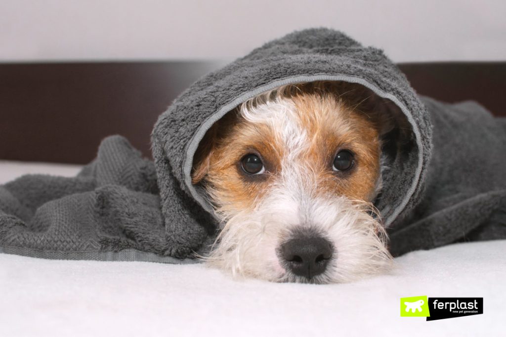How To Heal A Dog Cold