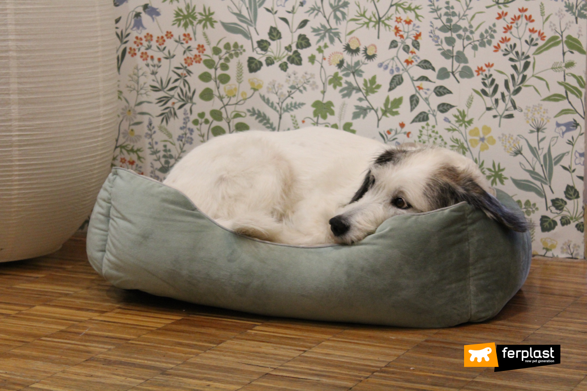 Dog in Ferplast bed