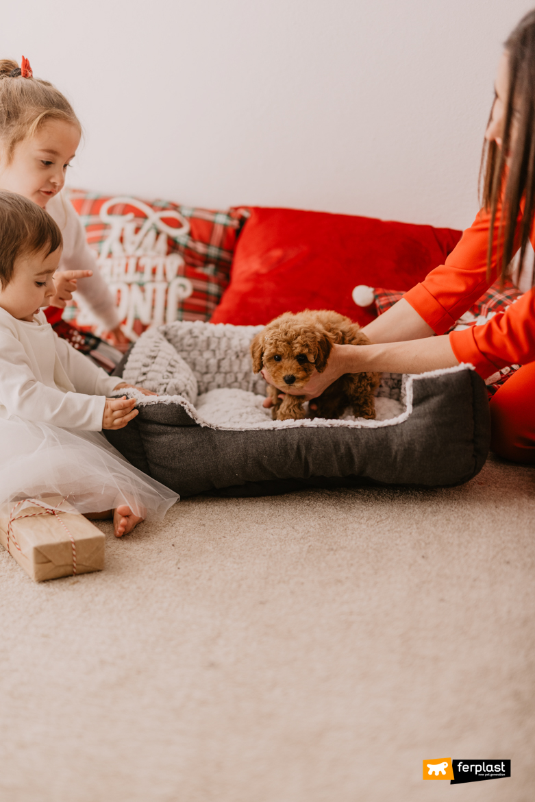 Puppy dog in family on Ferplast bed