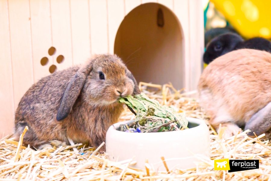 Coniglio domestico dell'Allevamento Biancarota mangia il mangime per conigli