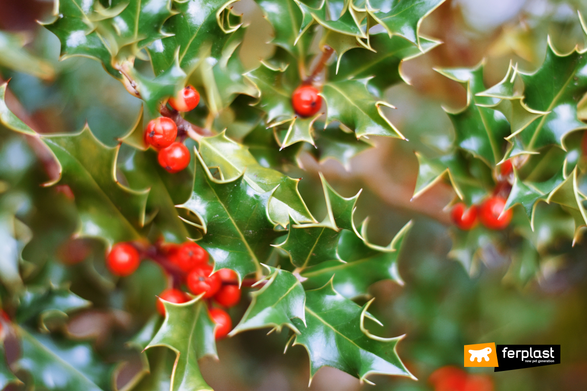 are holly berries poisonous to cats and dogs