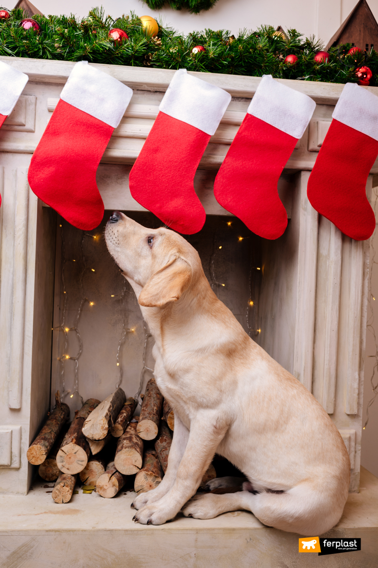 Cane con le calze della befana