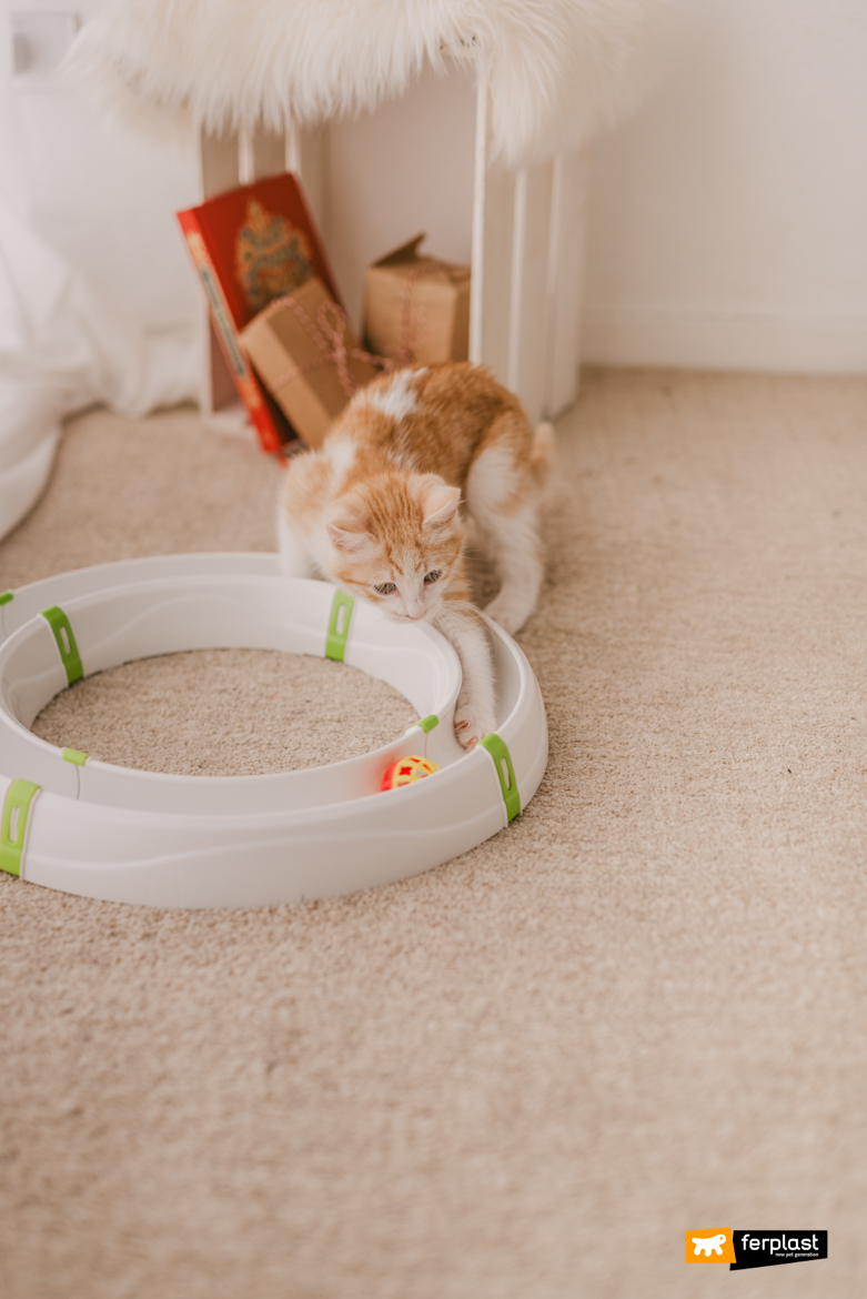 Cat plays with Ferplast game