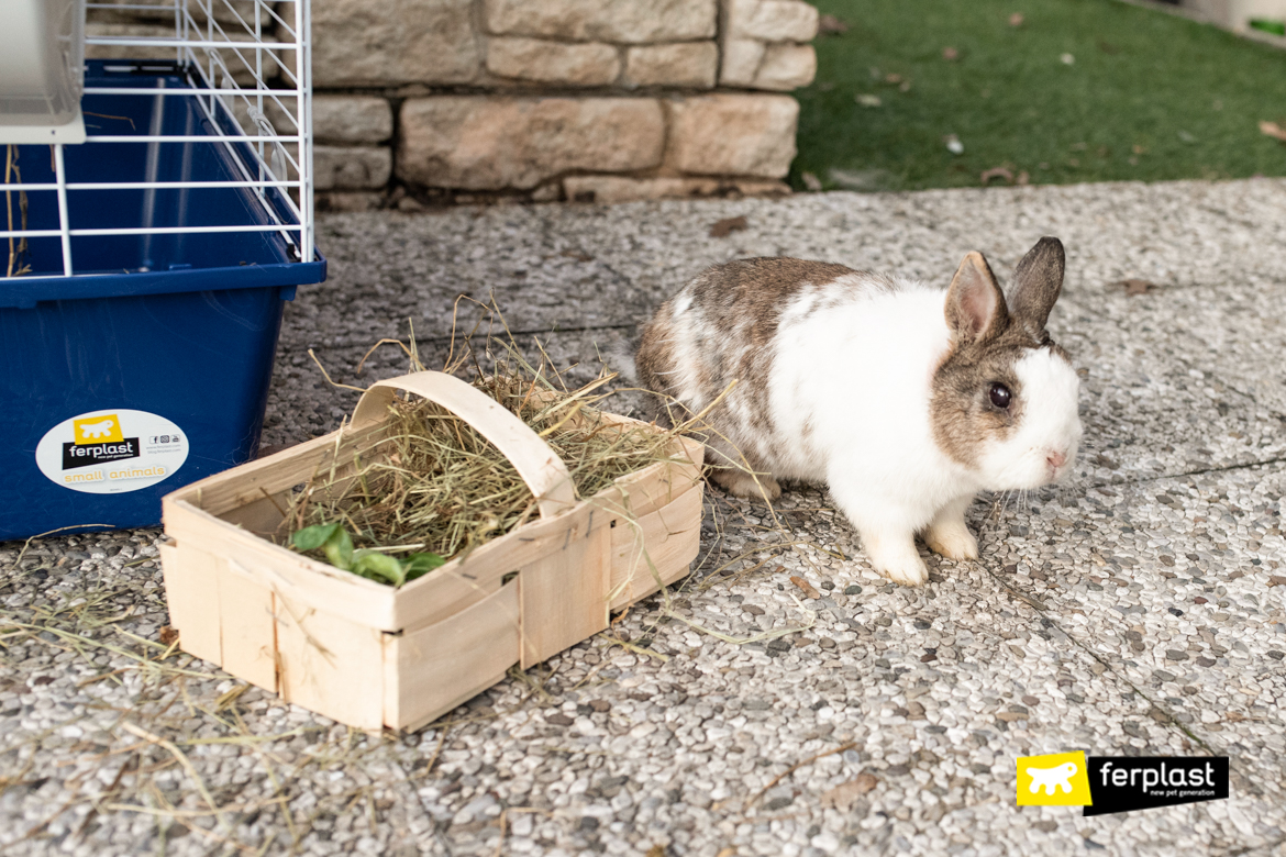 Rabbit near hay