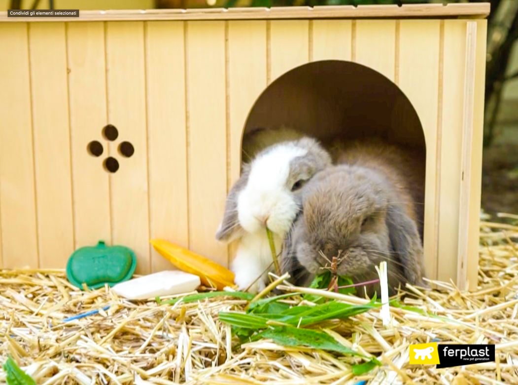 Coppia di conigli mangia l'erba