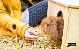 Perchè i conigli simboleggiano la Pasqua? • Bepuppy