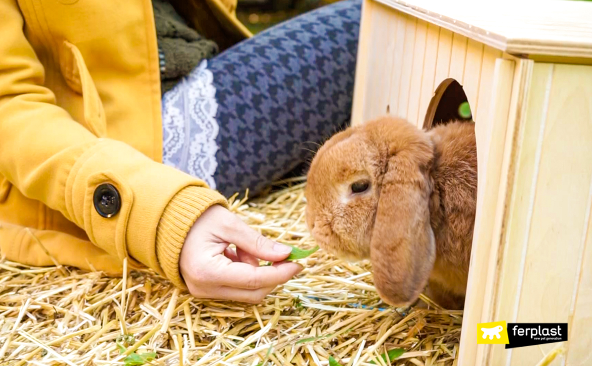 Coniglio mentre mangia erba