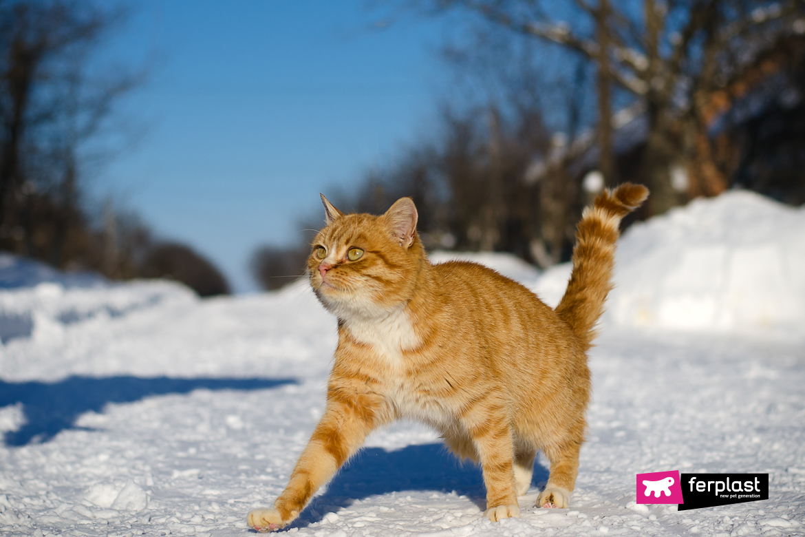 Gatto rosso sulla neve
